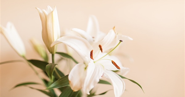 Easter Flowers!  Order by March 19th 